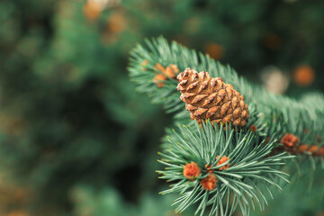 Blue spruce branch with cone outdoors, closeup. Space for text