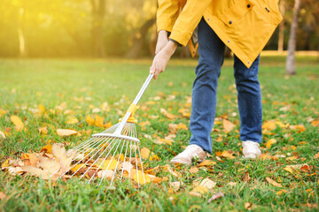 Woman raking fallen leaves on green lawn outdoors, closeup