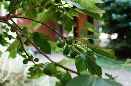 Fig Tree Branch With Green Unripe Figs in a Garden Setting