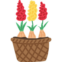 Three Hyacinth Flowers Red Yellow and Pink Blooming from Bulbs in a Woven Basket Isolated on White Background Vibrant Spring Garden Illustration