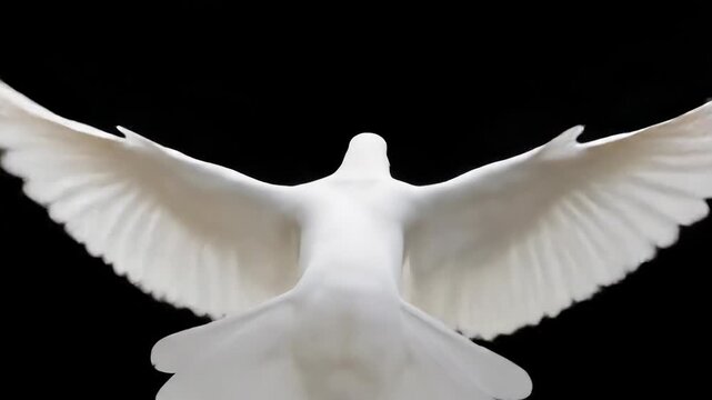 A white bird flies with open wings against a black background. Feathers are visible