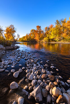 Fall morning on the Boise River Idaho. This super-wide angle vertical image showcases fall colors along the river, with the stones leading you into the scene.