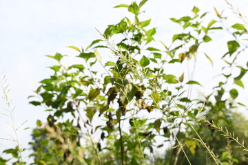 Sporobolus pyramidalis grass. It is a species of grass native to Africa and Yemen. but it is one of the two species of giant rats tail grasses.