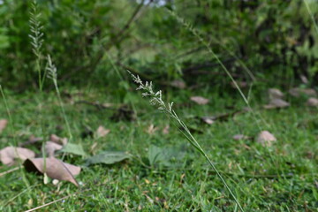 Sporobolus pyramidalis grass. It is a species of grass native to Africa and Yemen. but it is one of the two species of giant rats tail grasses.