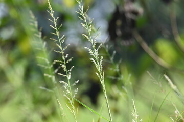 Sporobolus pyramidalis grass. It is a species of grass native to Africa and Yemen. but it is one of the two species of giant rats tail grasses.