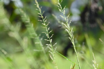 Sporobolus pyramidalis grass. It is a species of grass native to Africa and Yemen. but it is one of the two species of giant rats tail grasses.