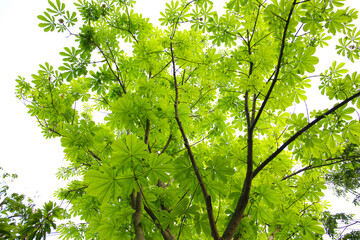 Green leaves of a Japanese Horse Chestnut tree