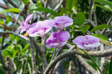 Purple Phalaenopsis amabilis orchid flower