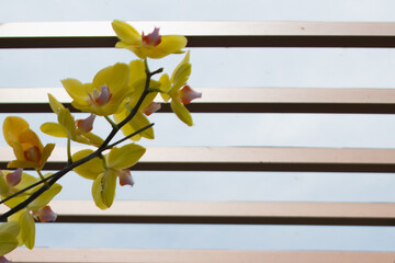Bright yellow orchid flowers