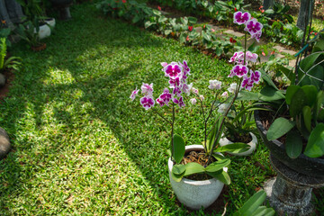 Purple Phalaenopsis amabilis orchid flower