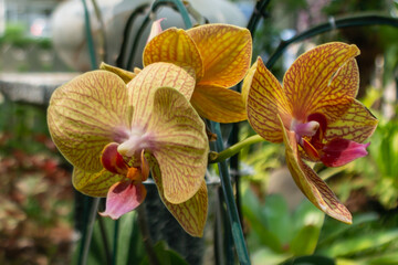 Bright yellow orchid flowers