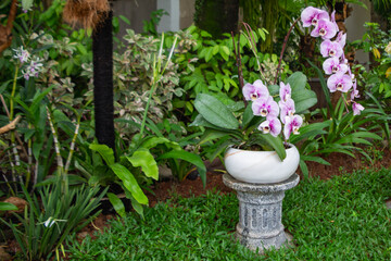 Purple orchid plant in a pot