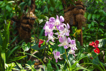 Dendrobium Lucian Pink Orchid