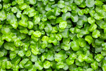 Gotu Kola, Centella Asiatica, Asiatic Pennywort. Herbal Plant