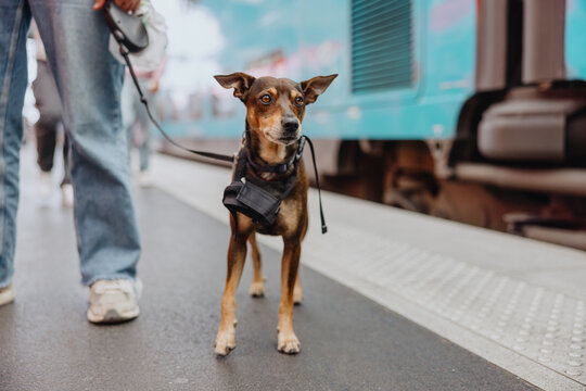 Dog on leash at train station platform