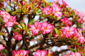 Adenium obesum, Close-up of blooming desert rose with green leaves.