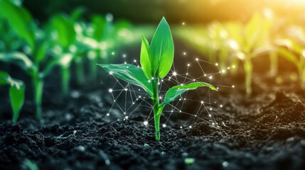 Maize seedling in cultivated agricultural field with graphic concepts modern agricultural technology