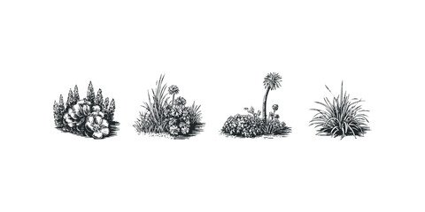 Botanical illustrations of various plant groupings
