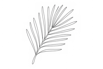 Minimalist palm frond line art drawing vector illustration. Botanical tropical leaf sketch design on transparent background