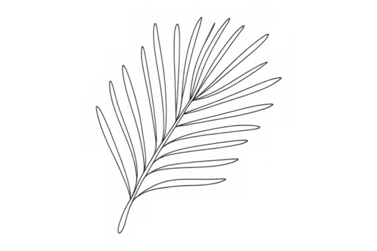 Minimalist palm frond line art drawing vector illustration. Botanical tropical leaf sketch design on transparent background