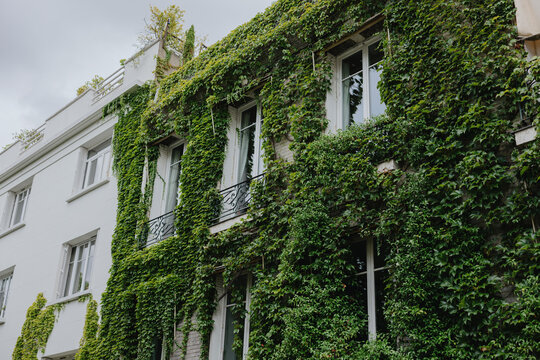 Building facade covered with green ivy