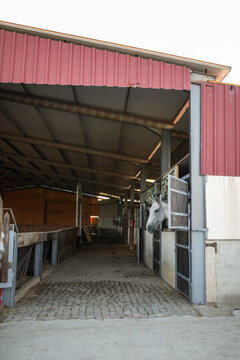 Purebred white horse looking out from stable door
