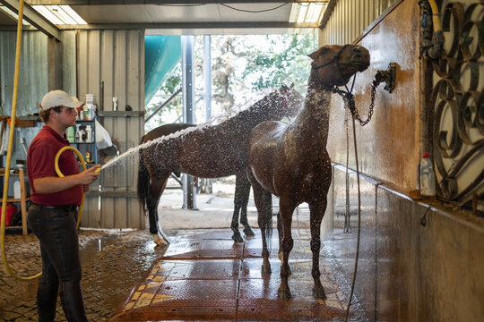 Stableboy washing two horses with a hose in the stable