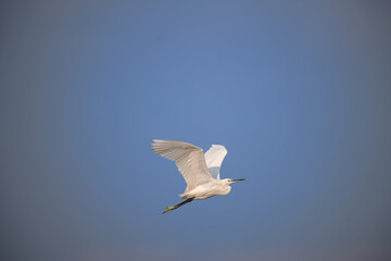 A beautiful Little egret in mid flight against a bright, clear blue sky.