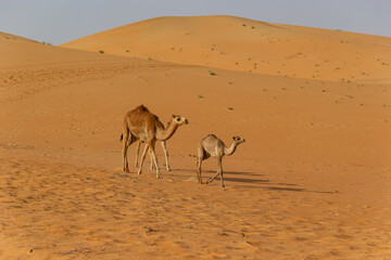 Mother camel and her calf walk on a ridge of vast, smooth sand dunes