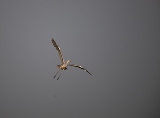 A Grey heron in full flight against a soft, overcast background.