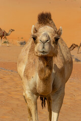 A majestic dromedary camel with a thick coat stands in the sandy Liwa Desert