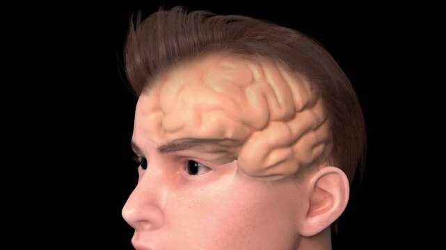 Epilepsy, Seizures, neurological disorders, abnormal neuronal discharges in the brain, brainwave disorders, cerebrovascular diseases, human brain structure and anatomy, medical 3D animation.