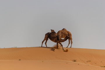 Two dromedary camels, one dark and one light, stand and interact on the ridge of a large, rippled golden sand dune