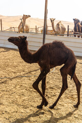 A dark brown camel calf walks past a metal post in a sandy pen