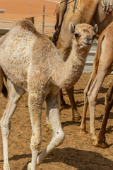 A fluffy, light camel calf stands among adult dromedaries in a sandy pen