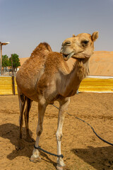 A majestic brown dromedary camel with a slight smile stands tethered in a sandy enclosure