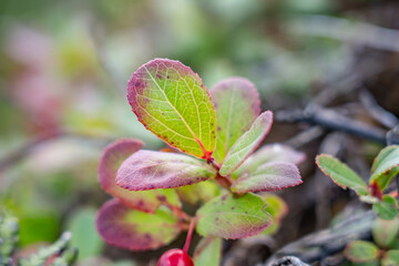 Vaccinium dentatum, STIFF-LEAF OHELO. Hawaiian Vaccinium (blueberries). Moanalua Valley & Moanalua Ridge Trail to the Haiku Stairs (Stairway To Heaven), Honolulu, Oahu, Hawaii.