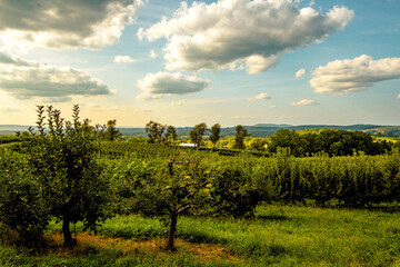 Golden evening light falls over a peaceful orchard in Orange County, NY, with rows of apple trees, rolling hills, and a distant barn beneath a colorful sunset sky.