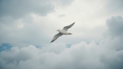 Obraz premium Seagull soars gracefully against a backdrop of fluffy white clouds