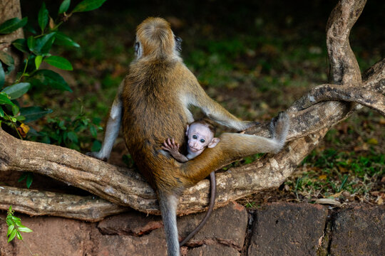 Mother Monkey with Baby Resting in Forest Setting