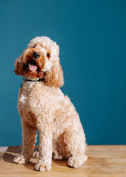 Dog portrait 