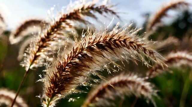 Close-up of sunlit foxtail grass swaying gently in a field.