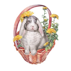 Watercolor bunny and yellow dandelion in basket isolated on white background. Hand-drawn spring summer nature clipart with rabbit for celebration 8 March. Vintage flower and animal hare for wallpaper