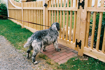 Two dogs say hello through fence