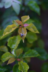 bee on a flower