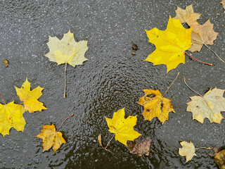 Yellow maple leaves scattered on wet asphalt after rain, creating a striking autumn contrast with dark pavement and bright foliage.
