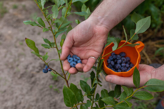 blueberries in hand