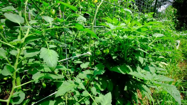 Close up of La Roma or Chico green tomatoes hanging from vines and moving camera away revealing more plants tangled to trellis with lot of unripe fruits