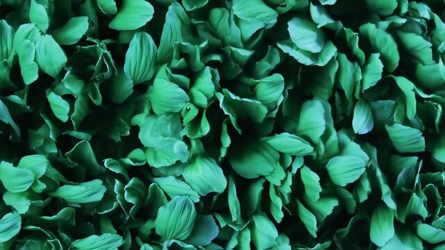 High-Quality Seamless Looping Animation of Fresh Green Water Lettuce Plants, ideal for background