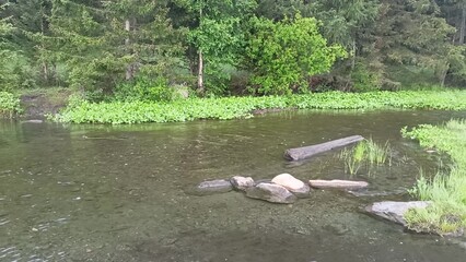 A shallow creek with rocks and fallen trees at the edge of a dense coniferous forest on a cloudy summer morning.